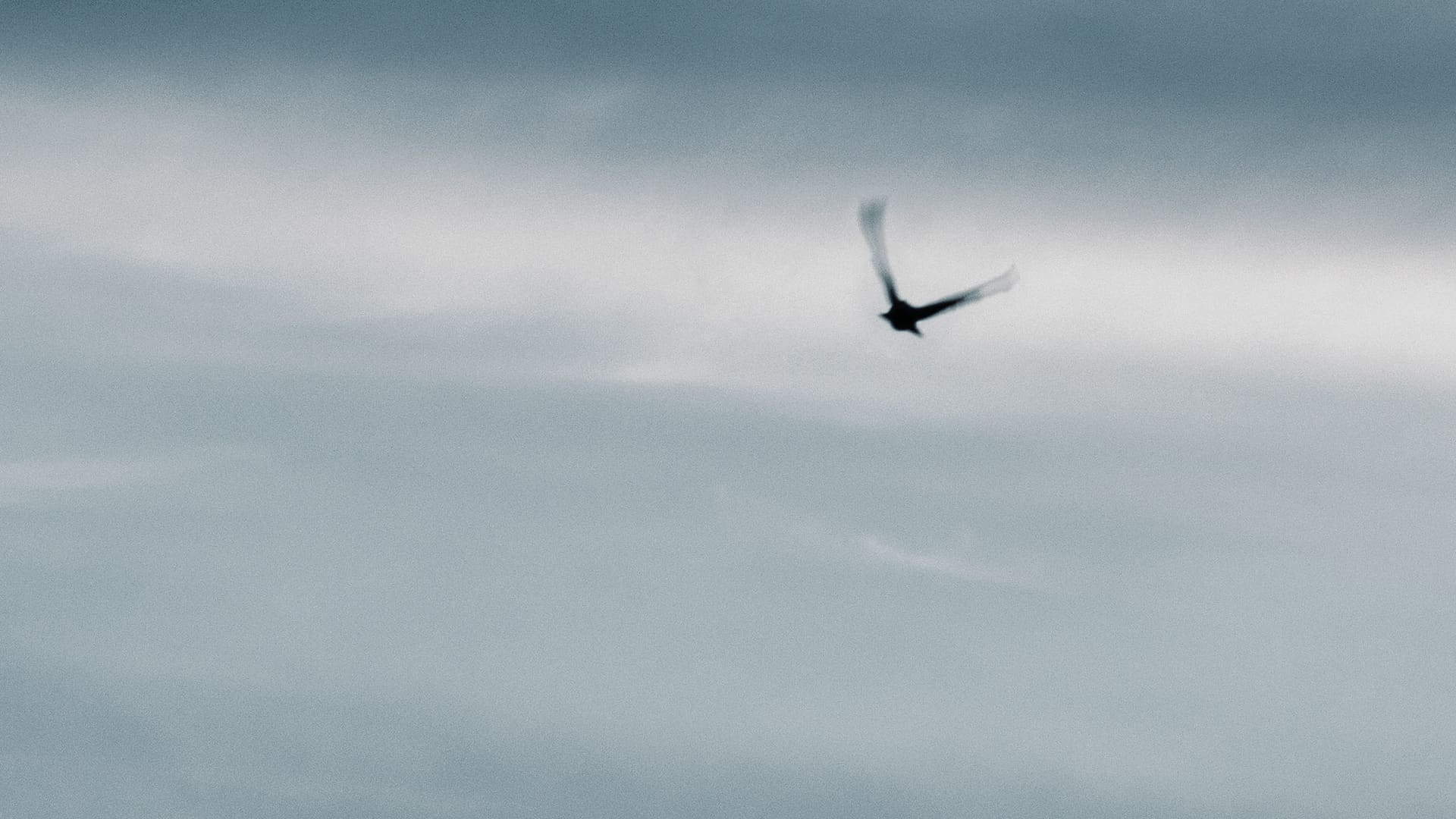 Vogel und Himmel